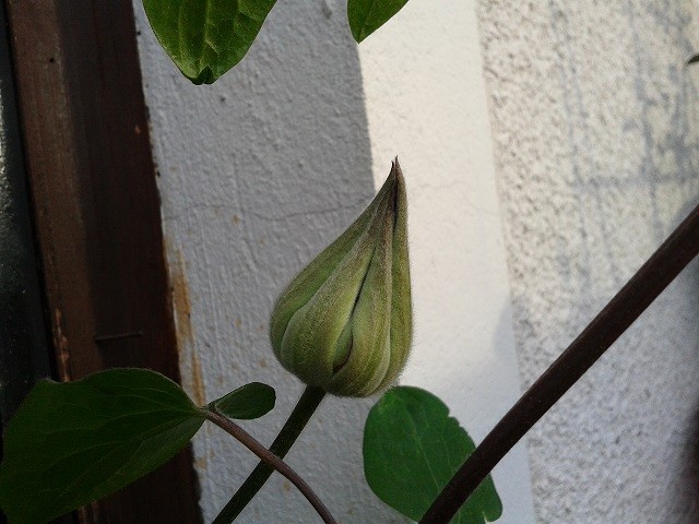 clematis the president